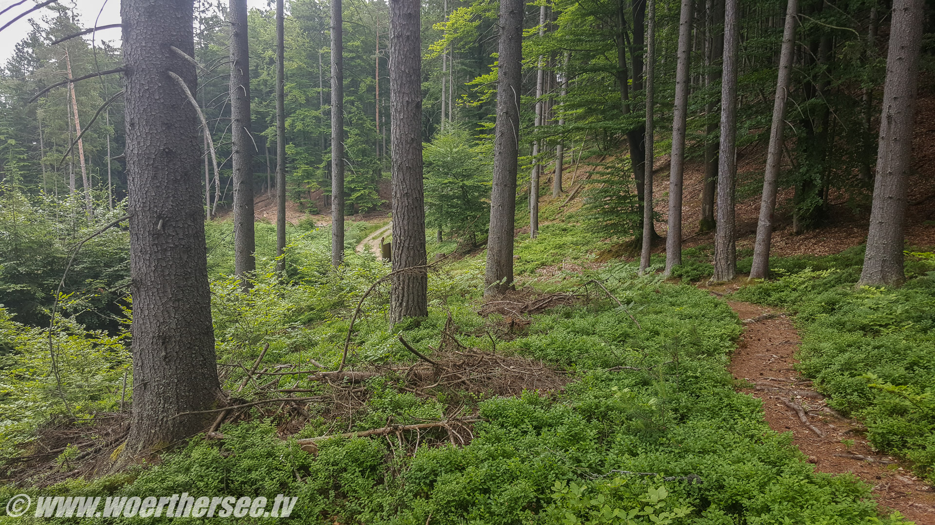 Waldweg Wörthersee